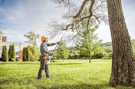 Best Palm Tree Trimming  in Hernando, FL